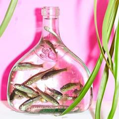 FLOCK OF DIMES, Like So Much Desire